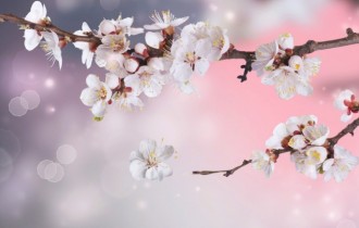 Цветочные обои 763 (2560x1600) (30 обоев)