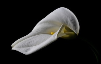 Цветочные обои 814 (2560x1600) (30 обоев)