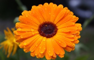 Floral wallpaper 788 (2560x1600) (30 wallpapers)