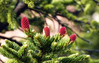 Цветочные обои 833 (3840x2160) (30 обоев)