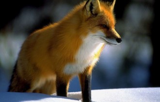 Красивые лисички (100 обоев)
