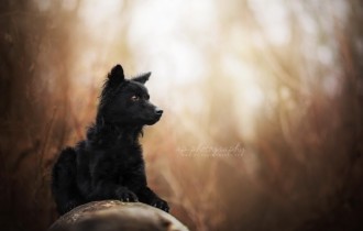 Собаки 144 (30 обоев)