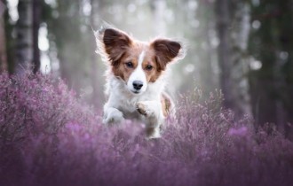 Собаки 150 (30 обоев)