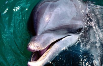 Дельфіни (28 шпалер)