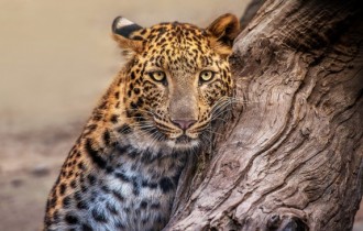 Cats 228 (30 wallpapers)