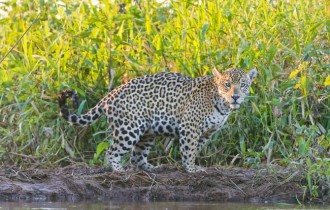 Cats 224 (30 wallpapers)