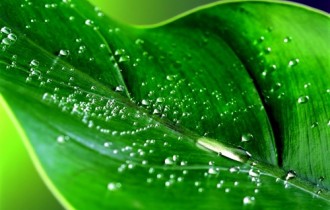 Green Plants Wallpapers Part 1 (34 шпалери)