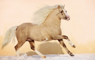 Widescreen wallpapers - Horses (40 wallpapers)