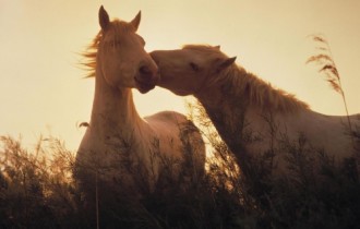 Horses (114 wallpapers)