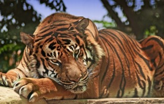 Коты 149 (30 обоев)