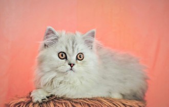 Коти 158 (30 шпалер)