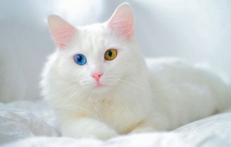 Коти 159 (30 шпалер)