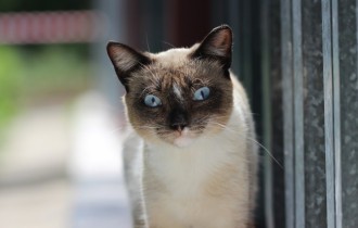 Коты 153 (30 обоев)