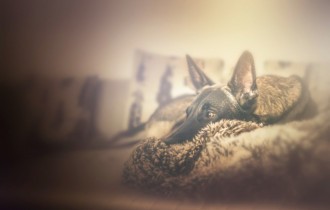 Собаки 153 (30 шпалер)