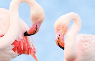 Птицы 171 (30 обоев)