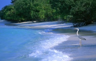 Maldives Beach - Maldives Paradise Island (12 шпалер)