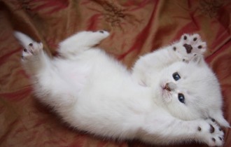 Коты 185 (30 обоев)