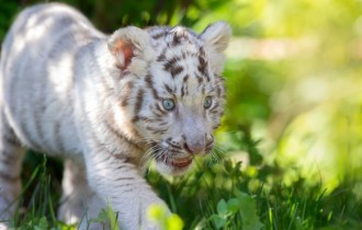 Cats 216 (30 wallpapers)