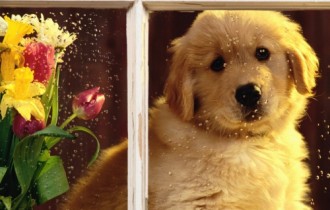 Puppies - Wallpapers for girls (32 wallpapers)