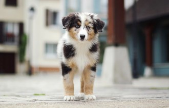 Dogs 154 (30 wallpapers)