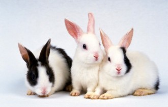 Rabbits... are not only valuable fur... (40 wallpapers)
