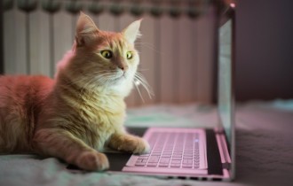 Cats 215 (30 wallpapers)