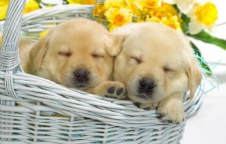 80 Cute Dogs HD Wallpapers Collection (72 шпалери)