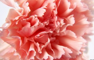 Carnations (49 wallpapers)