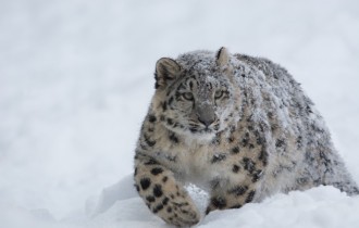 Коты 205 (30 обоев)