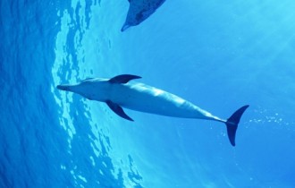 Дельфіни (40 шпалер)