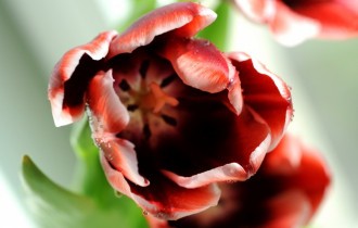 Floral wallpaper 862 (30 wallpapers)