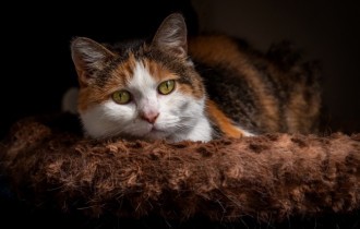 Коти 147 (30 шпалер)