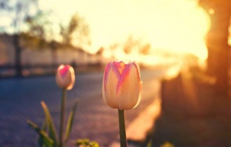 Квіткові шпалери 795 (2560x1600) (30 шпалер)