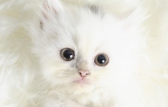 Cute Animals Wallpapers (50 шпалер)