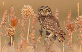 Birds 204 (30 wallpapers)