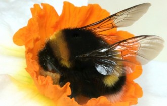 Бджоли та квіти (80 шпалер)