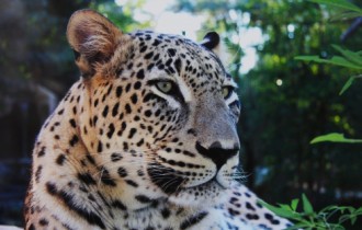 Amazing Wild Cats Wallpapers (100 wallpapers)