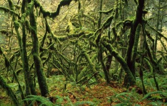 Лісовий пейзаж (підбірка №1) (55 шпалер)