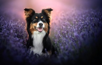 Dogs 176 (30 wallpapers)