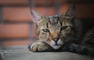 Cats 200 (30 wallpapers)