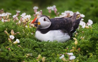 Birds 189 (30 wallpapers)