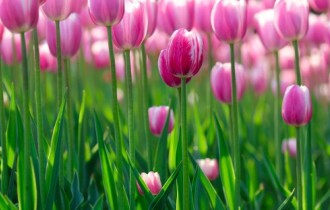 Floral wallpapers 200 (60 wallpapers)