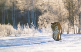 Cats 221 (30 wallpapers)