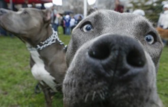 Dogs 191 (30 wallpapers)
