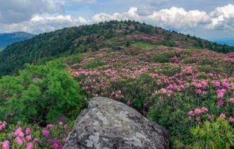 Цветочные обои 876 (30 обоев)