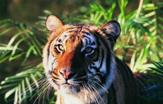 Коты 187 (30 обоев)