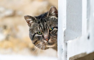 Коты 175 (30 обоев)