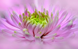 Цветочные обои 803 (2560x1600) (30 обоев)