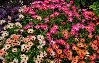 Floral wallpapers 470 (30 wallpapers)