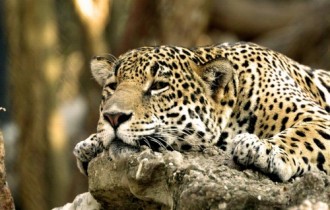 Wallpapers - Big Cats(pack 2) (102 шпалери)